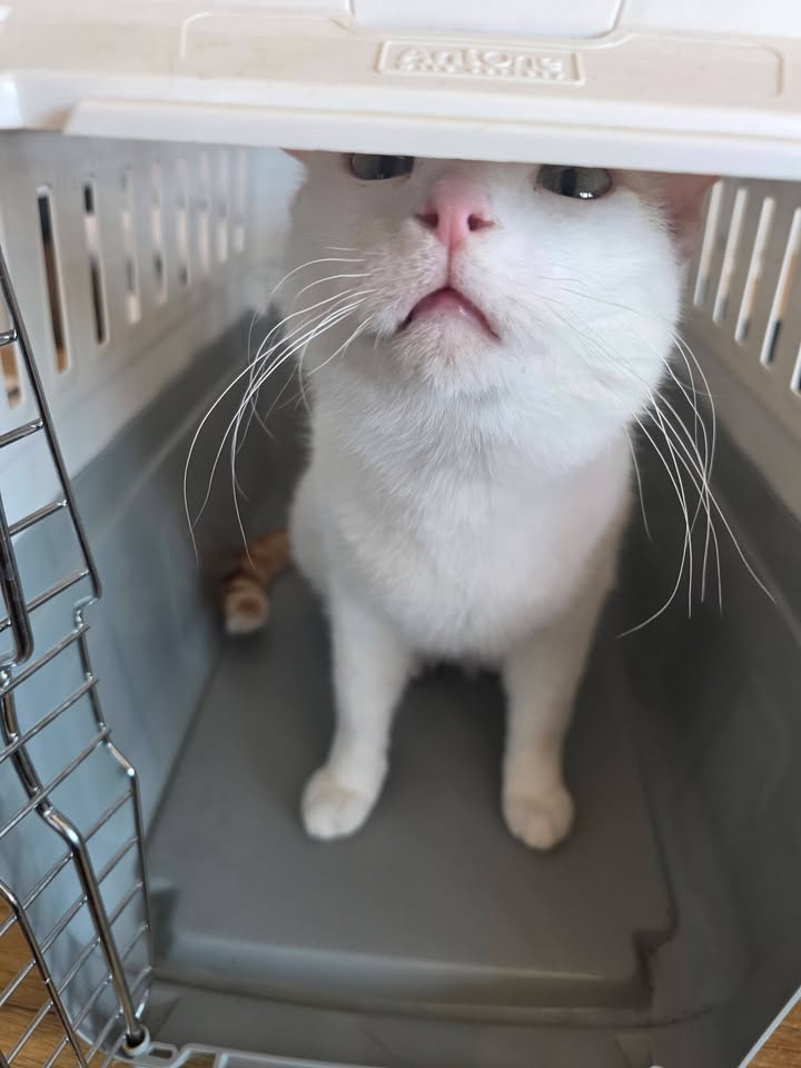 Katze Serapis sucht ein Zuhause Katze Serapis sucht ein Zuhause