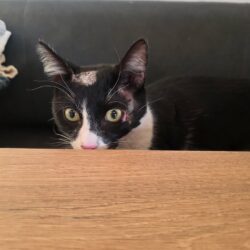 Katze Rio sucht fĂŒrsorgliches Zuhause nach Unfall Katze Rio sucht fĂŒrsorgliches Zuhause nach Unfall