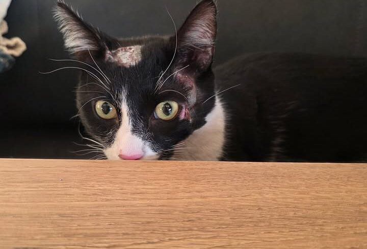 Katze Rio sucht fürsorgliches Zuhause nach Unfall