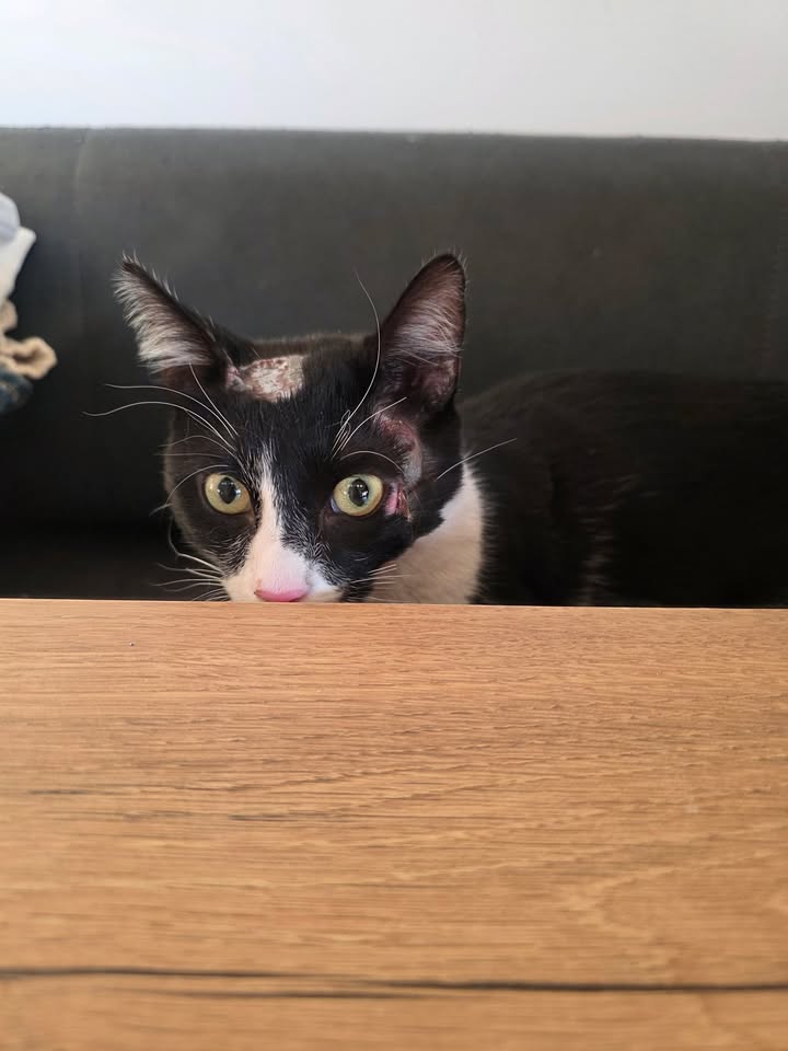 Katze Rio sucht fürsorgliches Zuhause nach Unfall Katze Rio sucht fürsorgliches Zuhause nach Unfall