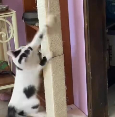 Samte Katze Sarah spielt begeistert mit neuem Kratzbaum