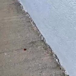 Erster Einblick in Sarahs neues Zuhause mit Tieren Erster Einblick in Sarahs neues Zuhause mit Tieren