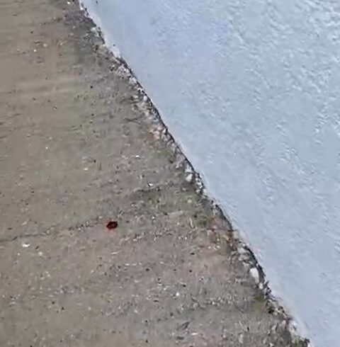 Erster Einblick in Sarahs neues Zuhause mit Tieren