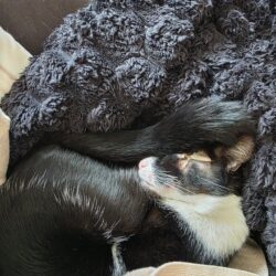 Kater Rio liebt Kuscheln und ErholungsspaziergÀnge Kater Rio liebt Kuscheln und ErholungsspaziergÀnge