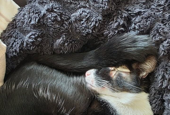 Kater Rio liebt Kuscheln und Erholungsspaziergänge