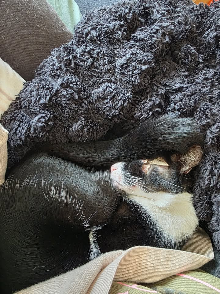 Kater Rio liebt Kuscheln und Erholungsspaziergänge Kater Rio liebt Kuscheln und Erholungsspaziergänge