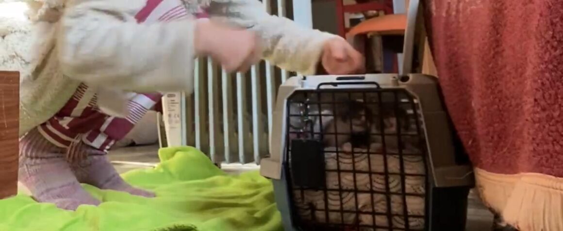 Spendenaufruf für fünf Katzen auf Kreta Spendenaufruf für fünf Katzen auf Kreta