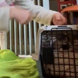 Spendenaufruf für fünf Katzen auf Kreta