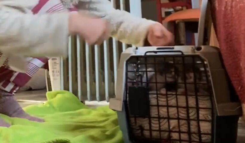 Spendenaufruf für fünf Katzen auf Kreta Spendenaufruf für fünf Katzen auf Kreta