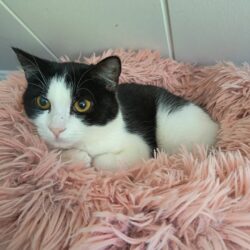 Katzen Franzi und Nero werden gemeinsam vermittelt Katzen Franzi und Nero werden gemeinsam vermittelt