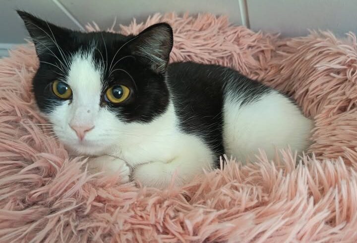 Katzen Franzi und Nero werden gemeinsam vermittelt Katzen Franzi und Nero werden gemeinsam vermittelt