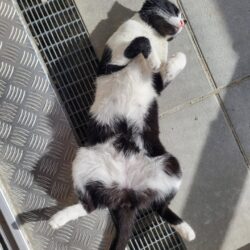 Katze Rio genießt entspannt die Sonne