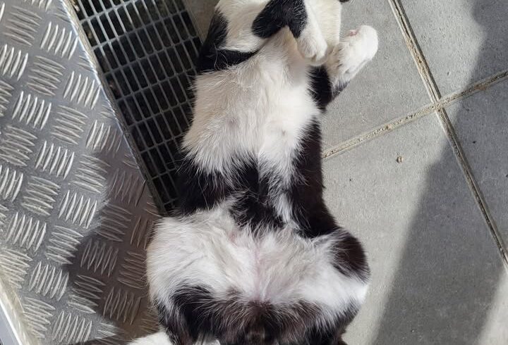Katze Rio genießt entspannt die Sonne Katze Rio genießt entspannt die Sonne