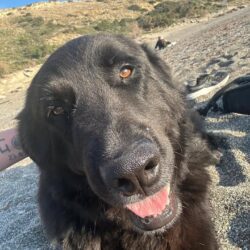 Großer schwarzer Hund auf Kreta sucht Hilfe Großer schwarzer Hund auf Kreta sucht Hilfe