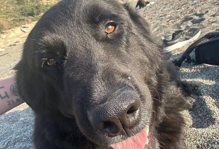 Großer schwarzer Hund auf Kreta sucht Hilfe Großer schwarzer Hund auf Kreta sucht Hilfe