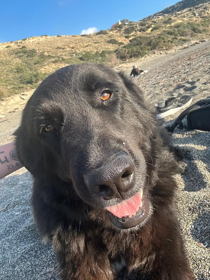 Großer schwarzer Hund auf Kreta sucht Hilfe Großer schwarzer Hund auf Kreta sucht Hilfe