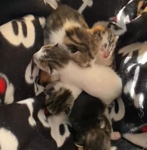Fünf neugeborene Babykatzen auf Kreta suchen Hilfe Fünf neugeborene Babykatzen auf Kreta suchen Hilfe