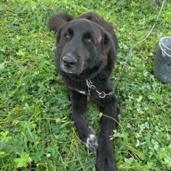 Hund „Großer“ auf dem Weg zu Sarah mit Pet Taxi Hund „Großer“ auf dem Weg zu Sarah mit Pet Taxi