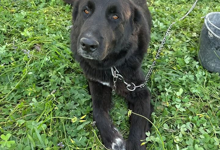 Hund „Großer“ auf dem Weg zu Sarah mit Pet Taxi Hund „Großer“ auf dem Weg zu Sarah mit Pet Taxi