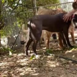 Hund trifft Rudel – erste Begegnungen auf Kreta Hund trifft Rudel – erste Begegnungen auf Kreta