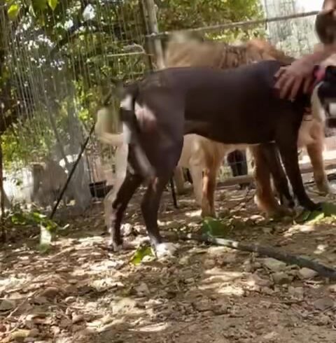Hund trifft Rudel – erste Begegnungen auf Kreta Hund trifft Rudel – erste Begegnungen auf Kreta