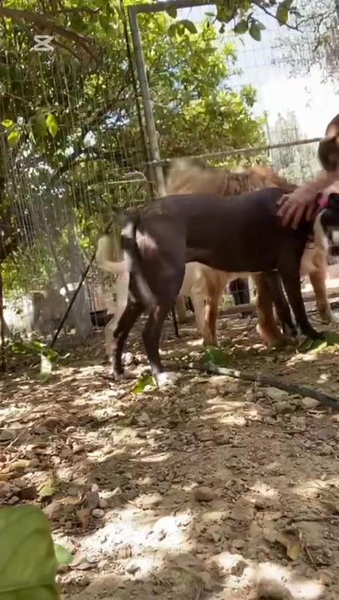 Hund trifft Rudel – erste Begegnungen auf Kreta Hund trifft Rudel – erste Begegnungen auf Kreta