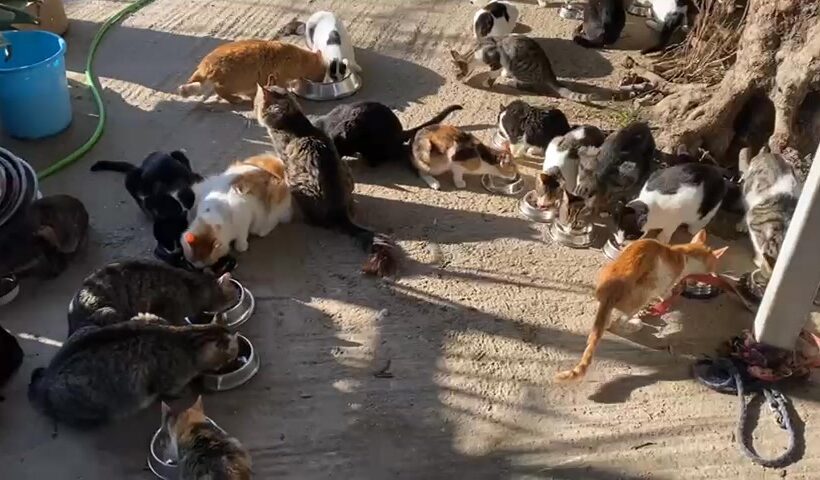 Katzenfütterung bei Sarah auf Kreta Katzenfütterung bei Sarah auf Kreta
