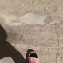 Hundetraining mit Oscar und neuem Hund Hundetraining mit Oscar und neuem Hund