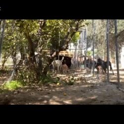 Hunde im Rudel: Erste Schritte und Annäherung