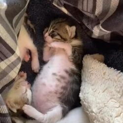 Kätzchen auf Kreta entdecken vorsichtig die Welt