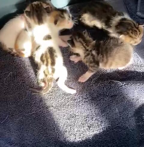 Neugeborene Katzen auf Kreta entdecken die Welt Neugeborene Katzen auf Kreta entdecken die Welt