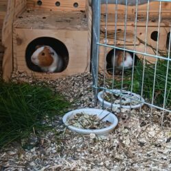 Kater Mister Miagi und Daniel Sun suchen Zuhause Kater Mister Miagi und Daniel Sun suchen Zuhause