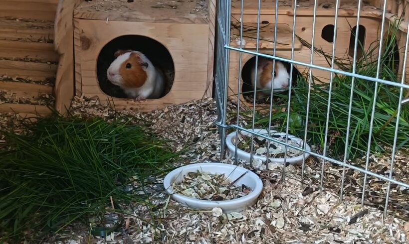 Meerschweinchen Mister Miagi und Daniel Sun suchen Zuhause Meerschweinchen Mister Miagi und Daniel Sun suchen Zuhause