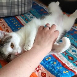 Kater Nero und Katze Franzi suchen gemeinsames Zuhause