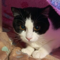 Katze Franzi und Kater Nero suchen Zuhause zusammen