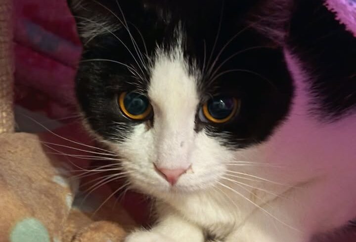 Katze Franzi und Kater Nero suchen Zuhause zusammen Katze Franzi und Kater Nero suchen Zuhause zusammen