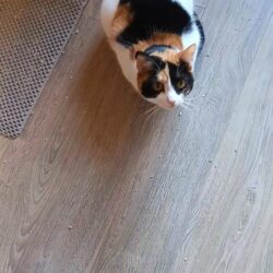 Katze Mina und Nelly suchen gemeinsam ein Zuhause