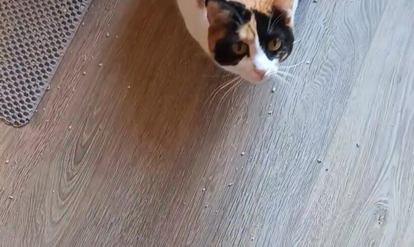 Katze Mina und Nelly suchen gemeinsam ein Zuhause Katze Mina und Nelly suchen gemeinsam ein Zuhause