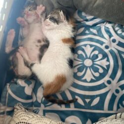 Babys bei Tierschutz Kreta – kleine Wunder des Lebens