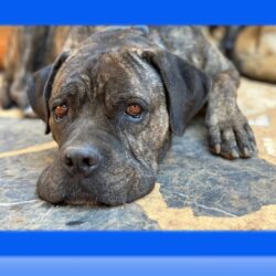 Spendenaufruf für Futterversorgung großer Hunde