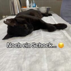 Spendenaufruf für Tierschutz und Katzenhilfe auf Kreta