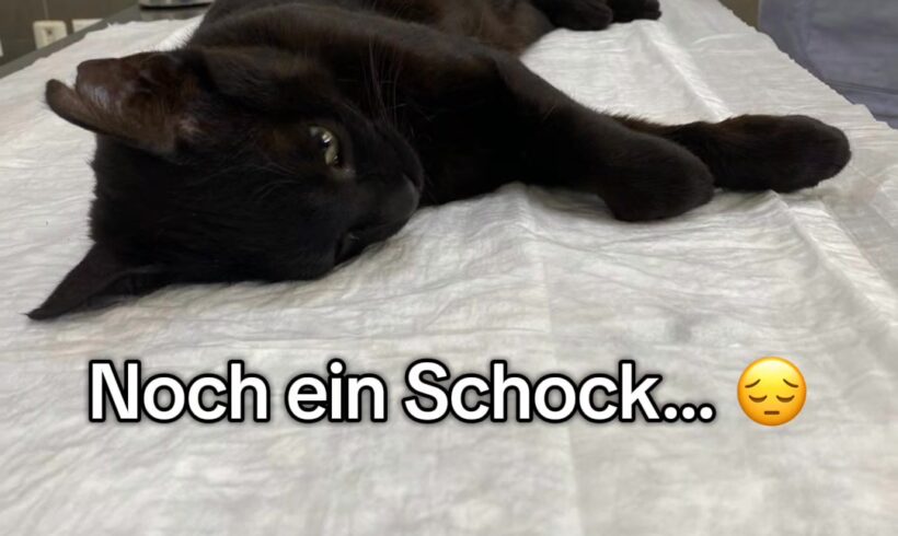 Spendenaufruf für Tierschutz und Katzenhilfe auf Kreta Spendenaufruf für Tierschutz und Katzenhilfe auf Kreta