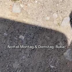 Tierschutz Libelle berichtet über Notfälle und Unterstützung