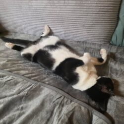 Katzen Serapis & Rio suchen gemeinsam ein Zuhause