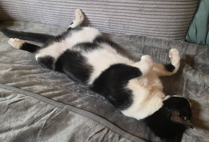 Katzen Serapis & Rio suchen gemeinsam ein Zuhause Katzen Serapis & Rio suchen gemeinsam ein Zuhause