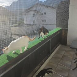 Umzug der Pflegestelle Wattens nach Kolsass