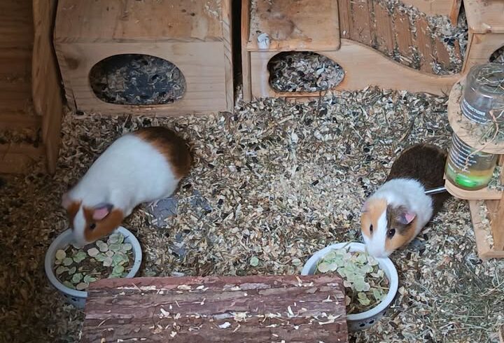 Meerschweinchen Daniel San und Mister Miyagi suchen Zuhause