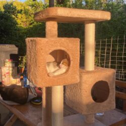Dank für gespendeten Kratzbaum bei zwei Katzen