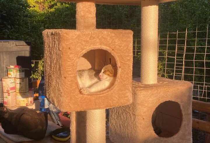 Dank für gespendeten Kratzbaum bei zwei Katzen