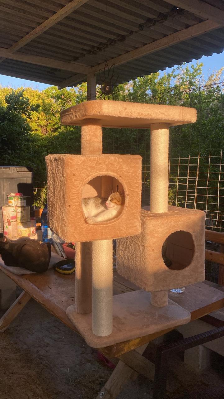 Dank für gespendeten Kratzbaum bei zwei Katzen Dank für gespendeten Kratzbaum bei zwei Katzen